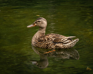 Canard colvert femelle, solo, nageant vers la gauche