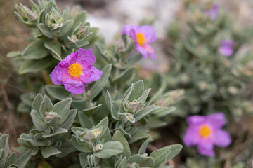 Ciste cotonneux (Cistus albidus) sauvage au sommet du Mont Bastide à Eze