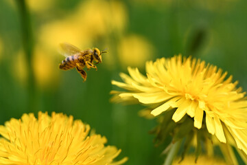 ape miele api fiori  © franzdell
