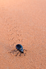 Dung Beetle in the Saharan desert in Morocco