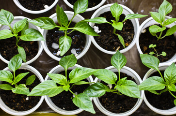 Fresh green leaves and stems of a young plants