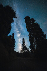 The Milky Way Galaxy between the silhouettes of the fir trees