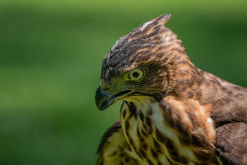 Face close up of a crested goshawk Accipiter trivirgatus native to tropical asia with natural background 