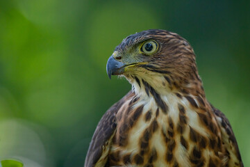 Face close up of a crested goshawk Accipiter trivirgatus native to tropical asia with natural background 