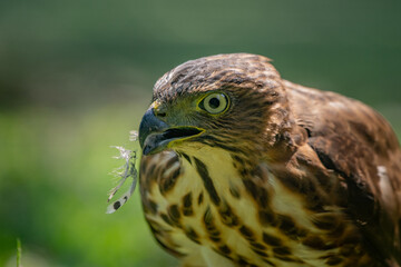 Face close up of a crested goshawk Accipiter trivirgatus with a feather of its prey on its beak, native to tropical asia with natural background 