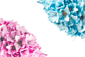 Hyacinth flowers isolated