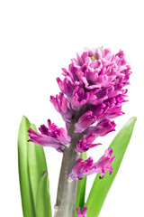Naklejka na ściany i meble Pink hyacinth isolated
