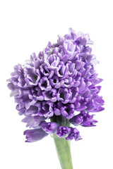 Purple hyacinth isolated