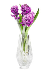 Purple hyacinth isolated
