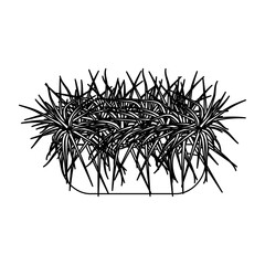 White house plants in a pot. Interior Scandinavian design. Design element.