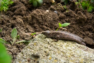 A small lizard cadaver with a discarded tail basking in the sun in spring, the loss of the tail by the lizard                 