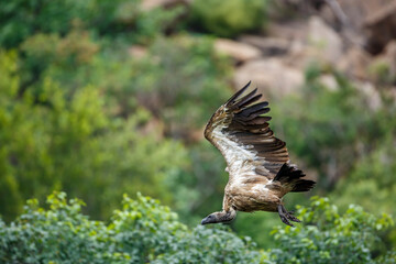 White backed Vulture in flight isolated in natural background in Kruger National park, South Africa ; Specie Gyps africanus family of Accipitridae