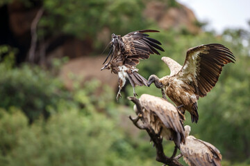 White backed Vulture in flight isolated in natural background in Kruger National park, South Africa ; Specie Gyps africanus family of Accipitridae
