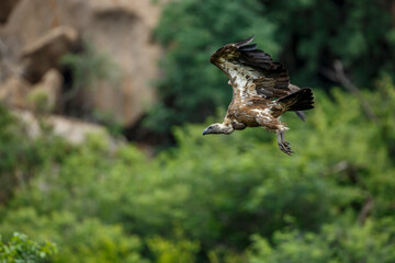 White backed Vulture in flight isolated in natural background in Kruger National park, South Africa ; Specie Gyps africanus family of Accipitridae