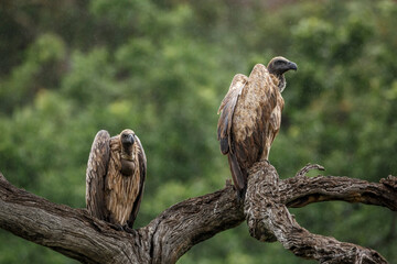 Two White backed Vulture standing on a log under the rain in Kruger National park, South Africa ; Specie Gyps africanus family of Accipitridae