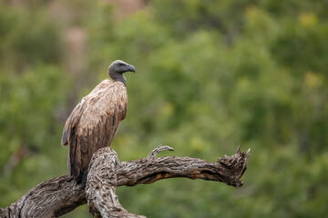 White backed Vulture standing on a log isolated in natural background in Kruger National park, South Africa ; Specie Gyps africanus family of Accipitridae