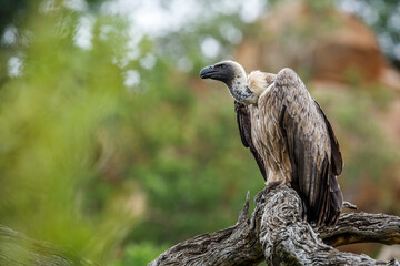 White backed Vulture standing on a log in Kruger National park, South Africa ; Specie Gyps africanus family of Accipitridae