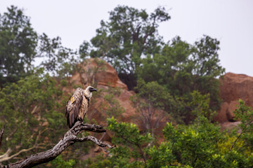 White backed Vulture tagged perched in his habitat in Kruger National park, South Africa ; Specie...