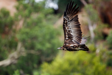 Hooded Vulture in Kruger National park, South Africa ; Specie Necrosyrtes monachus family of Accipitridae
