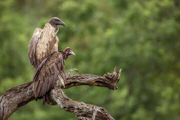 Hooded vulture and White backed Vulture in Kruger National park, South Africa ; Specie Necrosyrtes monachus and Gyps africanus family of Accipitridae