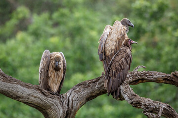 Hooded vulture and White backed Vulture in Kruger National park, South Africa ; Specie Necrosyrtes monachus and Gyps africanus family of Accipitridae