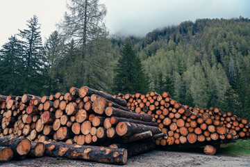 legni alberi legname 