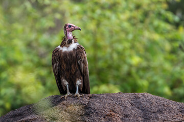 Hooded vulture front view standing on a rock in Kruger National park, South Africa ; Specie family Necrosyrtes monachus of Accipitridae