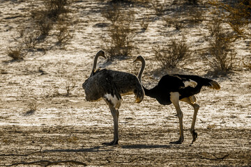 African Ostrich couple standing in dry land  in Kgalagadi transfrontier park, South Africa ; Specie Struthio camelus family of Struthionidae