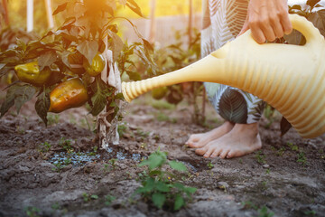 female with watering can pouring bell pepper in vegetables garden, closeup