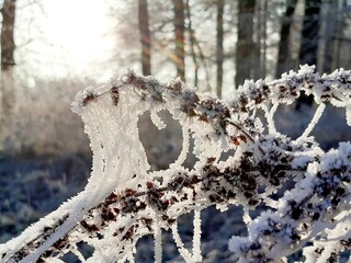 Ast im Schnee
