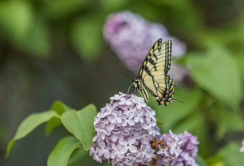 butterfly on lilac