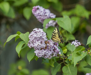 butterfly on lilac