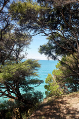 Obraz na płótnie Canvas Blick auf das türkisblaue Meer durch die Bäume im Abel Tasman Nationalpark.