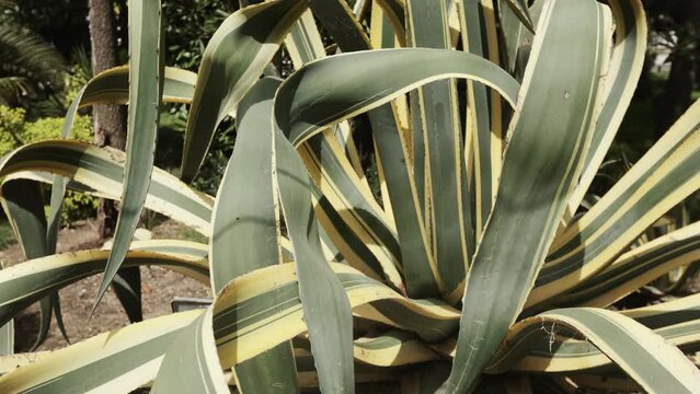 Large agave of trees