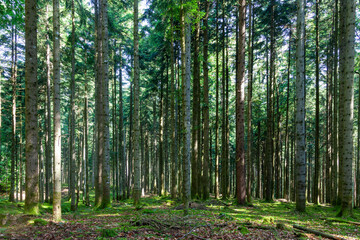 Fototapeta na wymiar Coniferous trees in sunny green forest landscape.