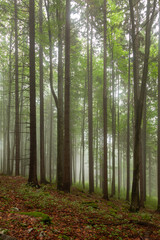 Foggy light in beautiful green forest background. Vertical shot.
