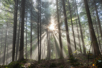 Sun rays through trees in the beautiful forest.