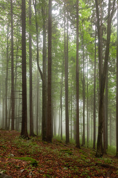 Foggy light in beautiful green forest background. Vertical shot. © robsonphoto