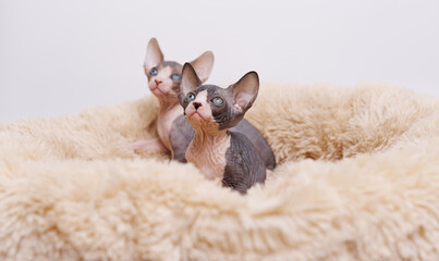 Small kittens of the sphinx breed on a gray background. Cute pets play and relax in a soft towel.