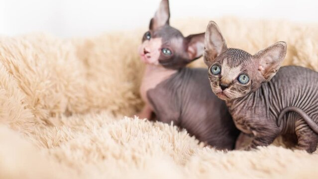 Small kittens of the sphinx breed on a gray background. Cute pets play and relax in a soft towel.