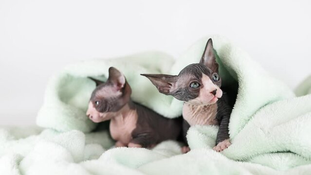 Small kittens of the sphinx breed on a gray background. Cute pets play and relax in a soft towel.