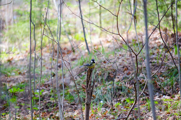 Tit on a branch
