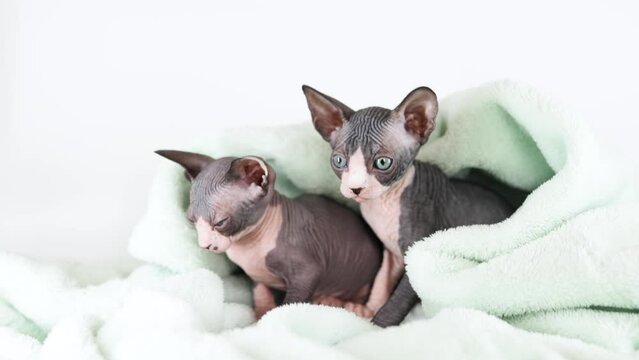 Small kittens of the sphinx breed on a gray background. Cute pets play and relax in a soft towel.