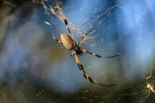Golden Orb Spider in web