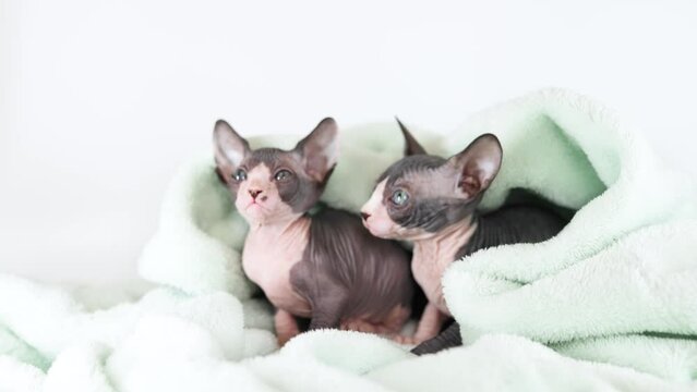Small kittens of the sphinx breed on a gray background. Cute pets play and relax in a soft towel.