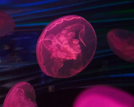 jellyfish in pink light