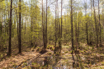 View of a swampy dense forest with young foliage. Tree trunks with shadows. Spring evening in the wilderness