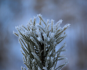 Frozen to crystals pine tree
