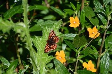 butterfly on flower