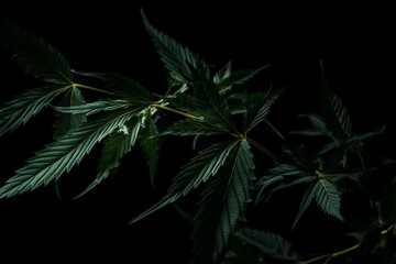 Dark background with cannabis leaves. Generative AI